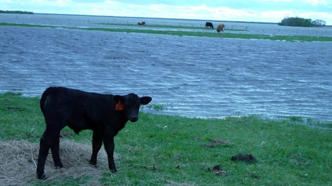 High water levels have hit pasture land in the Siglunes area near Lake Manitoba. (photo courtesy Erika Jonasson)