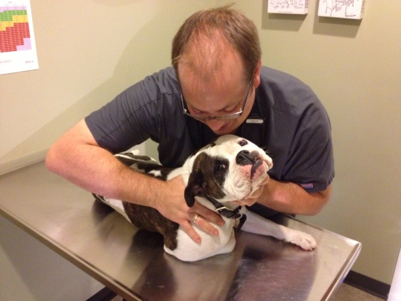 Dr. Mike Fife performs a chiropractic treatment on a dog in Chatham, Ont., on Monday, Sept. 23, 2013. (Chris Campbell / CTV Windsor)