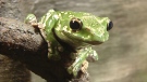 A bulging-eyed beauty from the new Frogs exhibit at the Museum of Nature