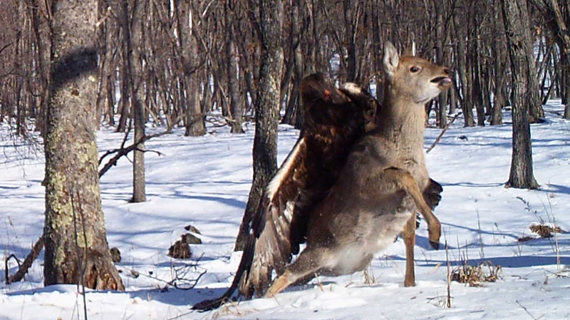 Eagle attacks deer in Russia