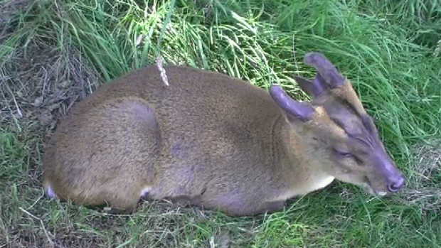 Officials at the Magnetic Hill Zoo say a wild bear broke into the facility and killed a Reeves Muntjac, similar to the one shown here. 