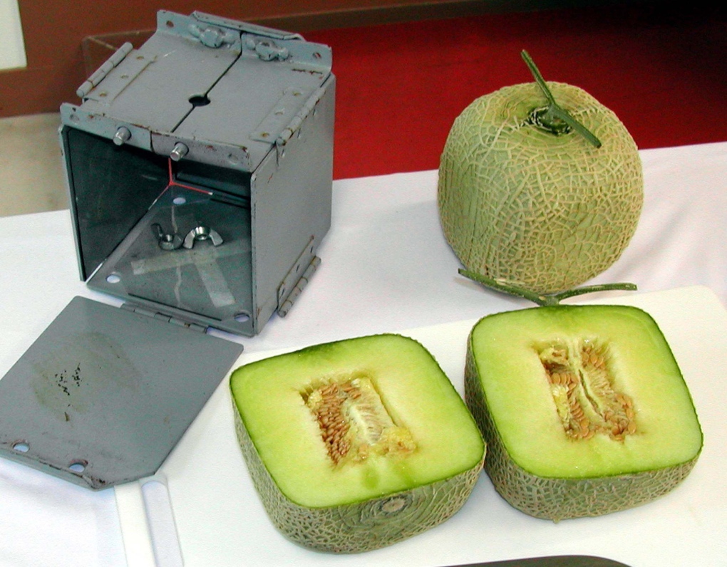 Square-shaped musk melons 