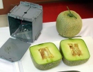 Square-shaped musk melons displayed at a tasting event in Tahara Aichi prefecture Musk melons are one of the most prestigious high-end gifts in Japan. (AFP  / JIJI PRESS)
