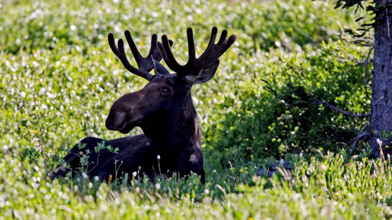 A moose rests in the shade of an evergreen tree in this 2009 file photo. (AP Photo/Laramie Boomerang/Andy Carpenean)