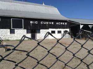 Big Curve Acres has lost a number of animals due to coyotes. (Rob Cooper / CTV Barrie)