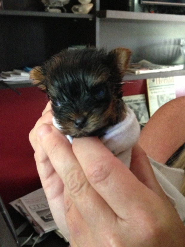 Tiny Yorkie Near Alliston Could Be Worlds Smallest Ctv News 