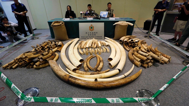 Hong Kong seizes illegal ivory