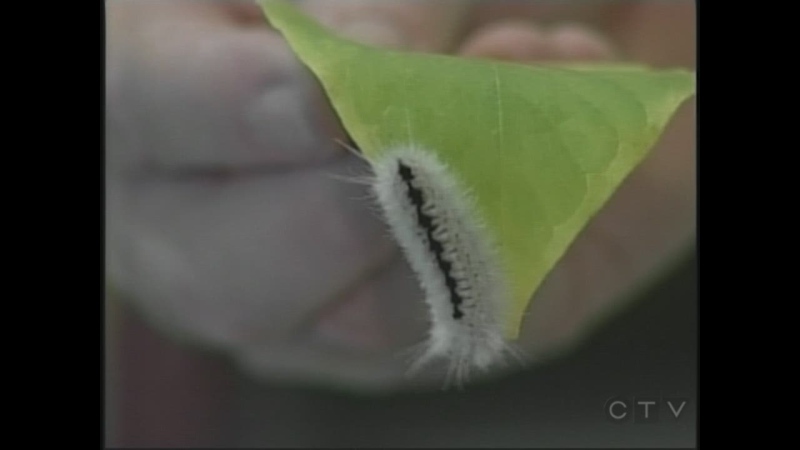 A hickory tussock moth caterpillar is shown at the Ojibway Nature Centre in Windsor, Ont., on Thursday, Oct. 4, 2013. (Christie Bezaire / CTV Windsor)