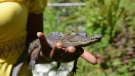 A 2-year-old crocodile nicknamed 'Sylvester' is held at a sanctuary and captive rearing program crocodile enthusiast Lawrence Henriques founded in the mountain town of Cascade in northern Jamaica, Sunday, Sept. 29, 2013. (AP / David McFadden)
