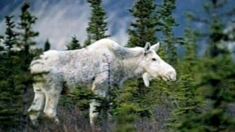 Albino moose are a sacred symbol in the Mi'kmaq community.