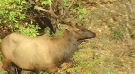 Wayward male Elk shot and killed by Ottawa Police