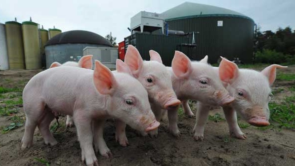 In this photo taken on Monday, May 11, 2009, pigs are seen in front of a biogas plant in Sterksel, south Netherlands. The plant is similar to one the Toronto Zoo will to build to decrease its carbon footprint. (THE ASSOCIATED PRESS /Ermindo Armino)