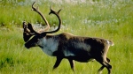 A Woodland caribou bull is seen in this undated handout photo. (THE CANADIAN PRESS/HO- CPAWS - Mike Bedell)