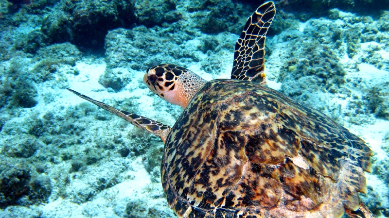 A hawksbill sea turtle cruises over a reef just off the shore of Curacao, Wednesday, April 21, 2010. (AP / Brian Witte)