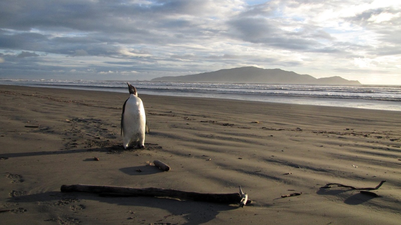 An Emperor penguin walks along Peka Peka Beach in New Zealand after it got lost while hunting for food. The young Antarctic Emperor penguin has taken a rare wrong turn and ended up stranded on a New Zealand beach. (Richard Gill /  New Zealand's Department of Conservation)  