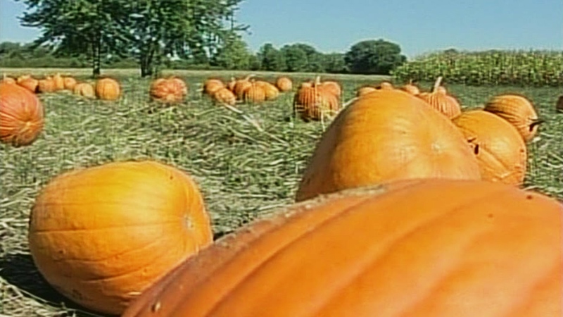 CTV Windsor: LaSalle pumpkin patch bustling
