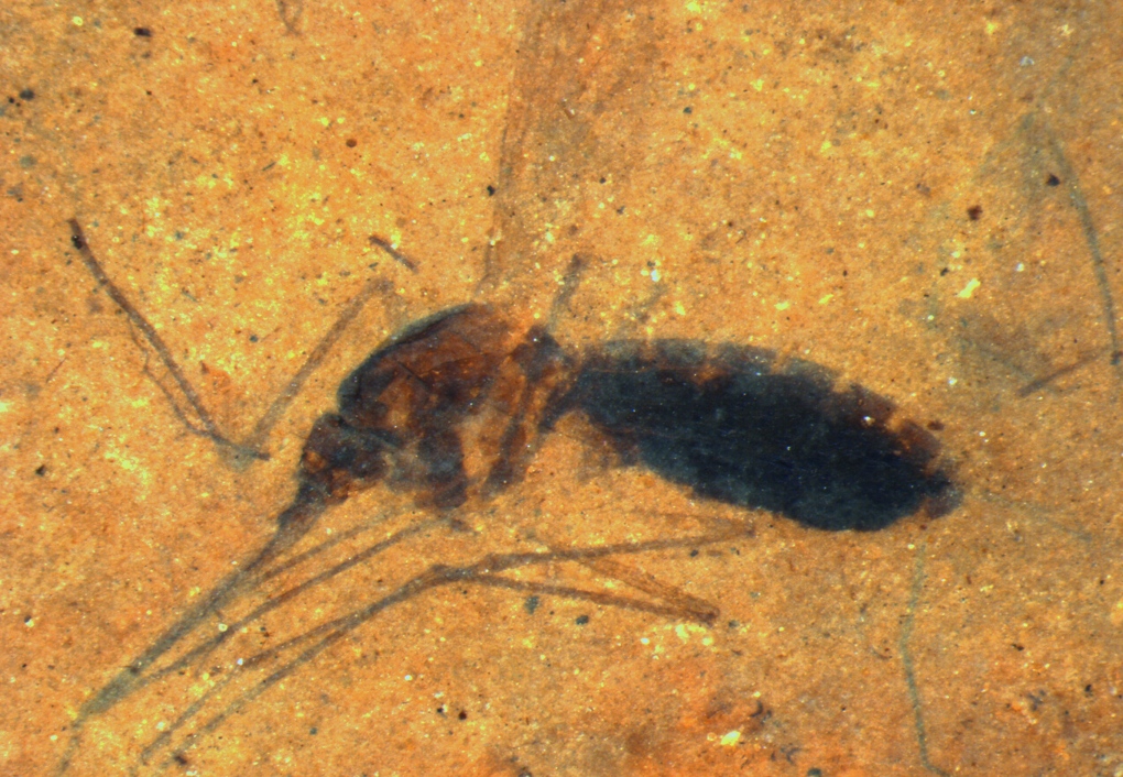 Fossilized mosquito still contains ancient blood