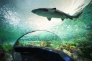 Ripley's Aquarium of Canada's "Dangerous Lagoon" allows visitors to see sharks, green sea turtles and other marine life in an underwater tunnel with a moving sidewalk. (CNW Group/Ripley's Aquarium of Canada LP)