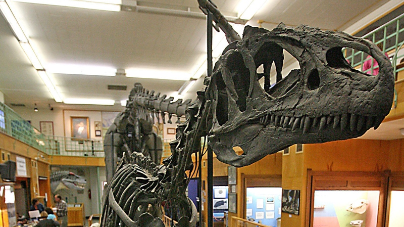 Dinosaur skeleton to be auctioned in U.K.