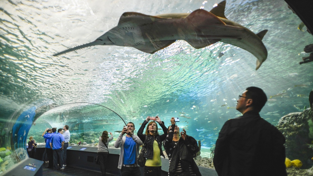 Ripley's Aquarium of Canada opens