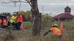 Crews cut down trees along the transitway near the site of the September 18 bus-train crash.