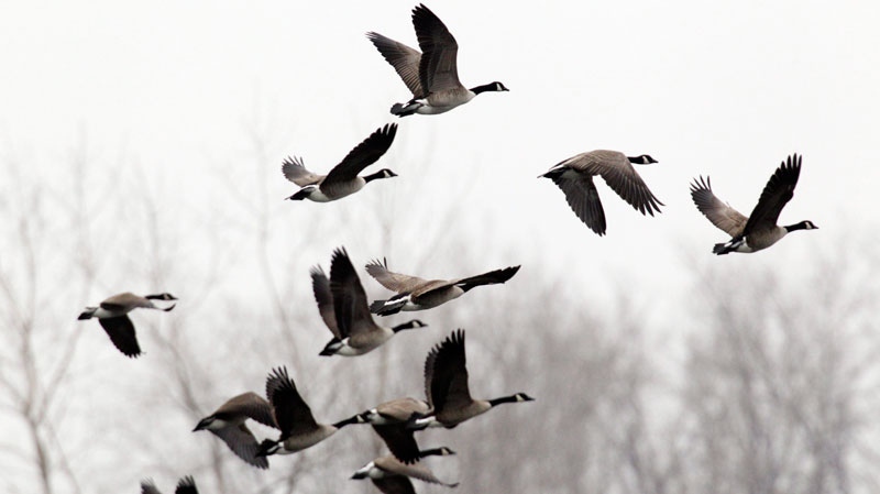A flock of Canada geese fly over a pond during the mild spring weather in Newstead, N.Y., Monday, March 21, 2011. (AP / David Duprey)