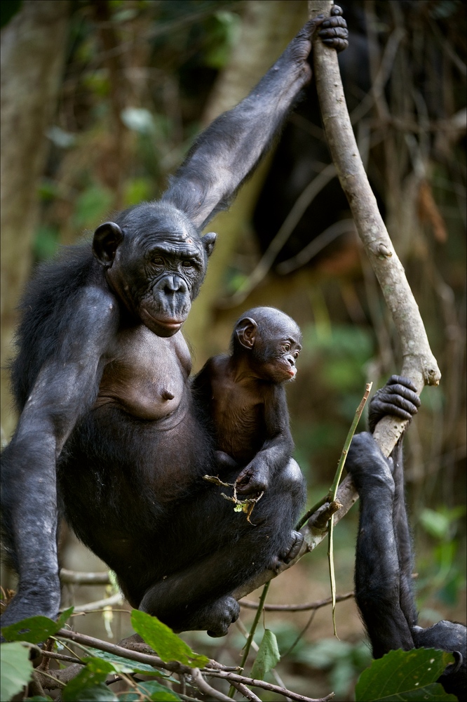 Are apes able to keep strong emotions in check?