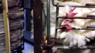W5 obtained secretly recorded video from the animal rights group, Mercy for Animals Canada (MFAC) that gives a glimpse into the lives of hens whose lives are dedicated to the production of eggs at Kuku farms in Alberta.