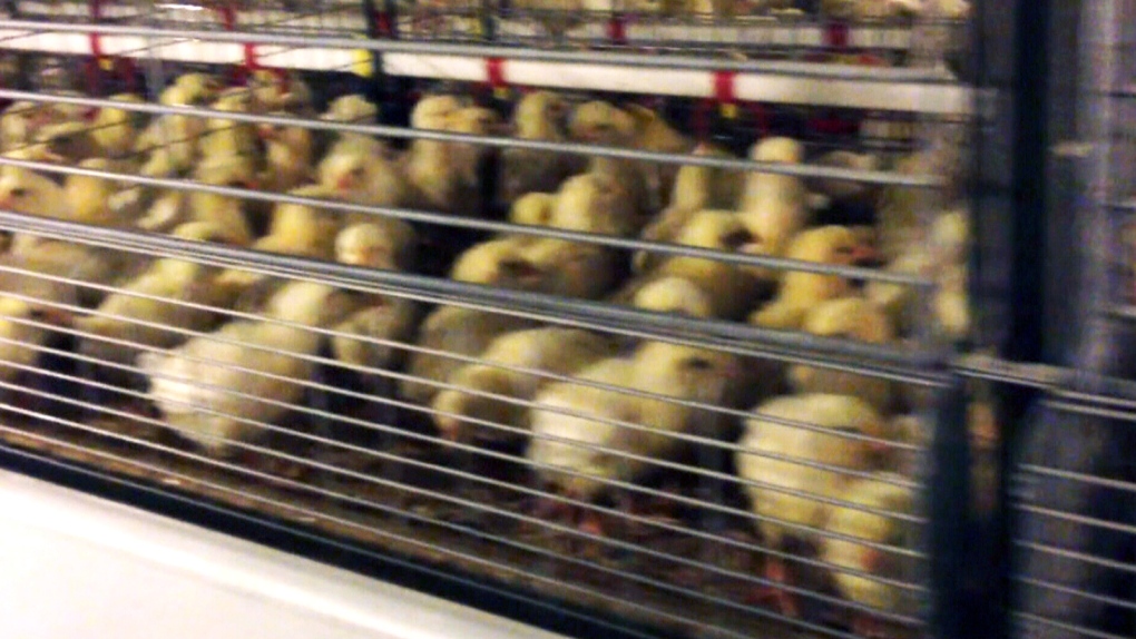 Salmonella linked to chicks