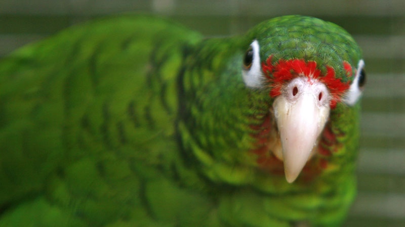 In this photo taken Thursday June 23, 2011, a Puerto Rican parrot is pictured inside a fly cage at El Yunque National Forest protected habitat in Luquillo, Puerto Rico. (AP Photo/Ricardo Arduengo)