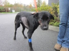 Breezy, a Labrador/Shepherd cross, was beaten with a metal shovel and leaving her for dead in a dumpster in October 2013.