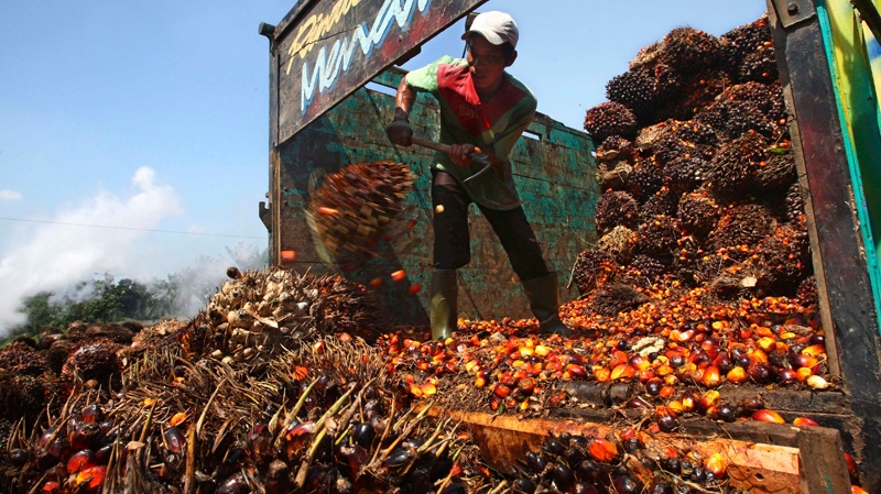 Destructive palm oil industry changing: Indonesia