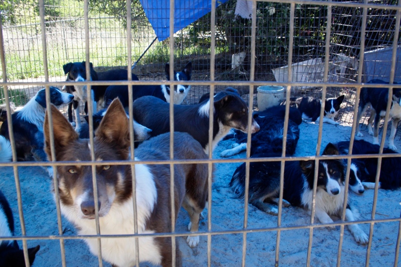 A cage full of border collies is set up under the shade of a tarp in this 2011 file photo. (The News Messenger/Courtney Case)