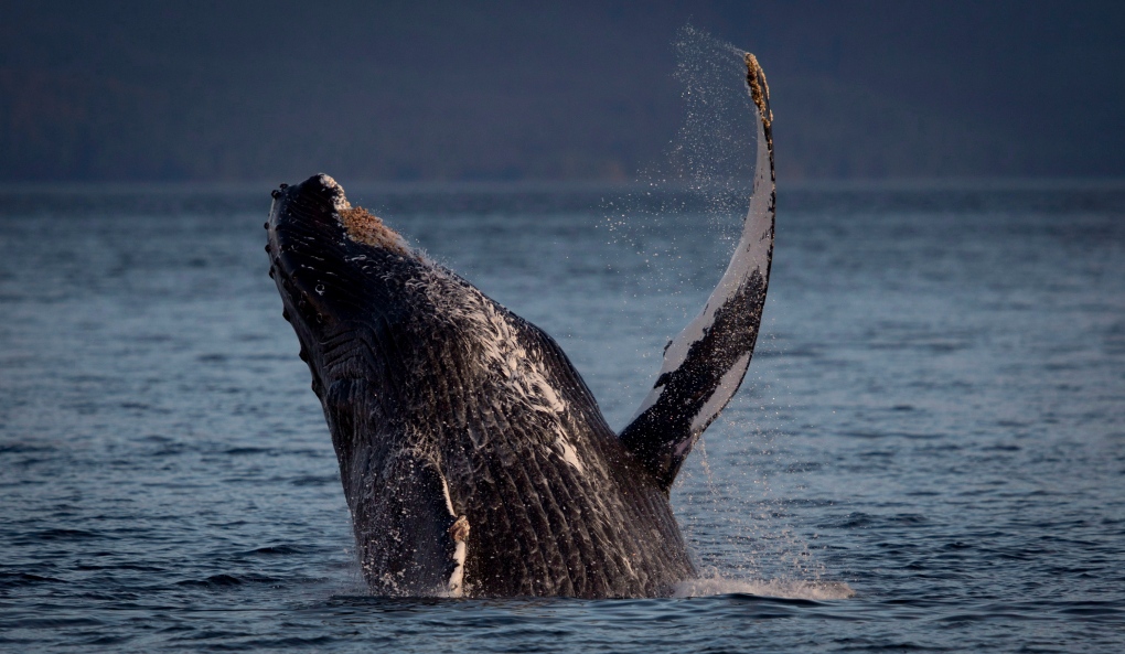 A humpback whale breaks through the water. 