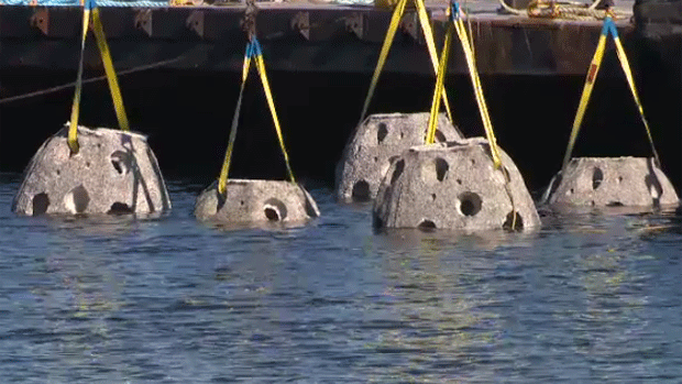 To the human eye, reef balls look with concrete balls with holes, but to fish eyes, they look like a new housing development. (CTV Atlantic)