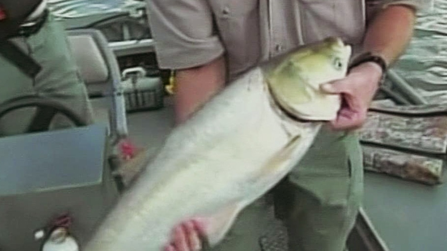 CTV Windsor: Asian carp threat in Great Lakes