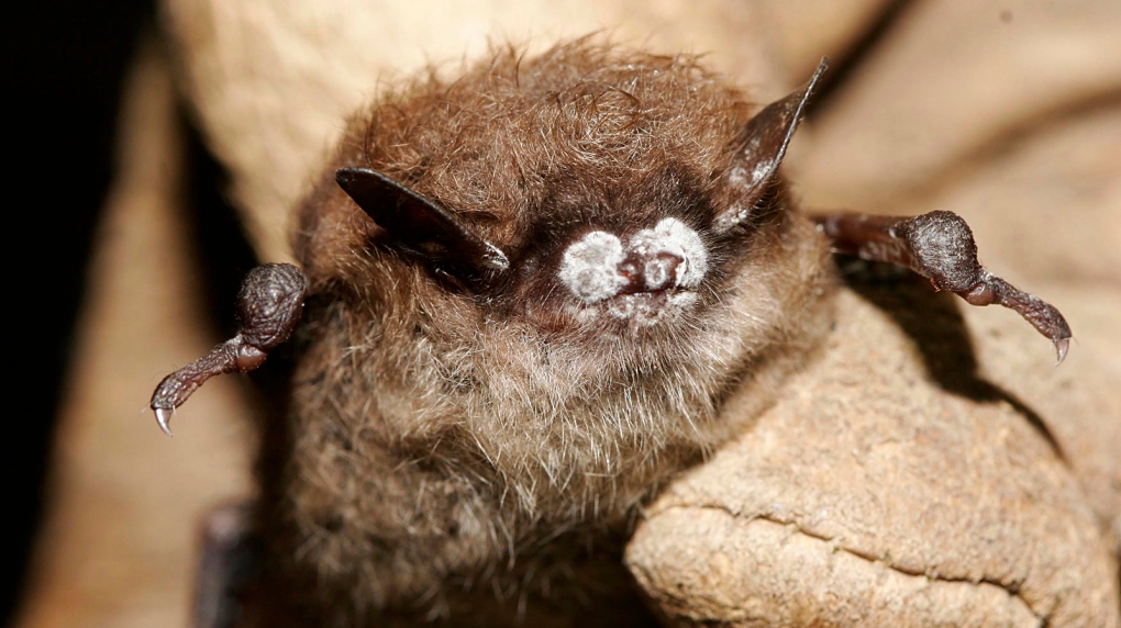 A brown bat suffering from white-nose syndrome