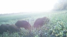 Wild boars.
