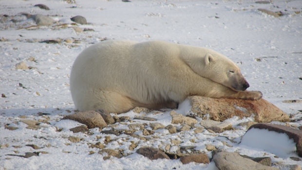 Weber Arctic  GUIDE: WHEN TO SEE POLAR BEARS IN THE WILD