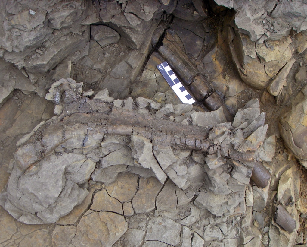 Hadrosaur fossil found in Alberta
