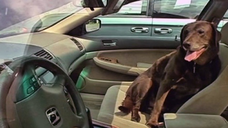 The Ottawa Humane Society is warning pet owners not to leave their dogs in hot cars.