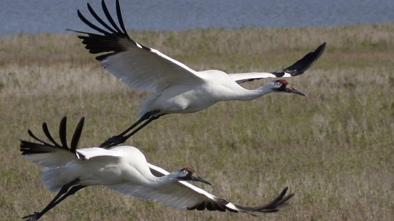 In this Feb. 25, 2010 photo, whopping crane Scarbaby, bottom left, flies with his mate at the Aransas National Wildlife Refuge near Rockport, Texas. (AP Photo/LM Otero)