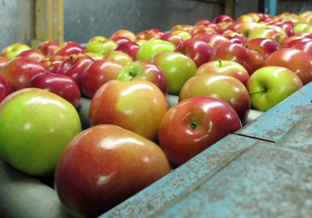 Group fears GM apples