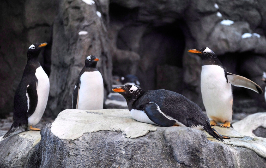 Penguin euthanize at Calgary Zoo