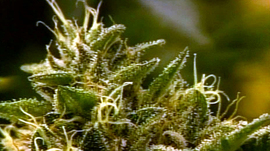 CTV Windsor: Medical marijuana in Tecumseh?
