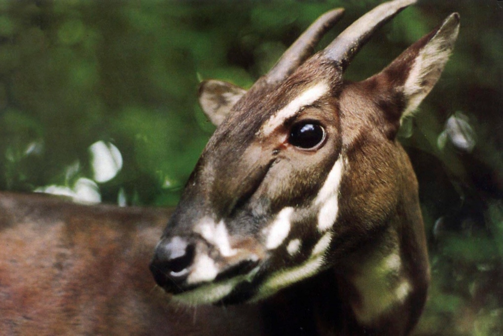 Photo taken in Vietnam forest shows antelopelike saola, a rare mammal