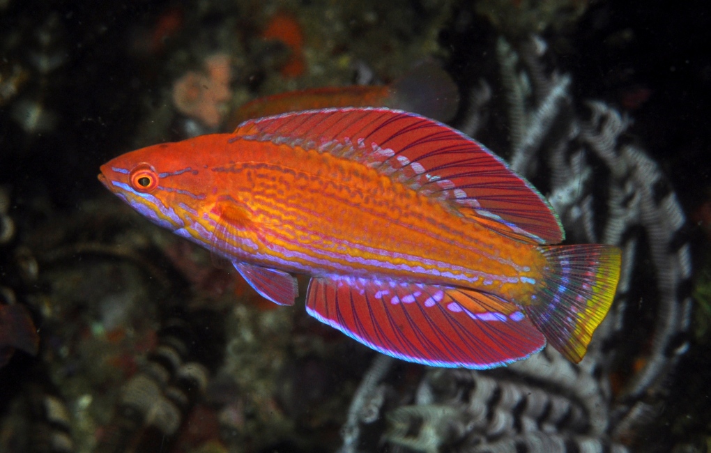 New fish of flasher wrasse species found