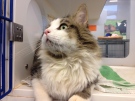 Paul, a cat at the Windsor/Essex County Humane Society.