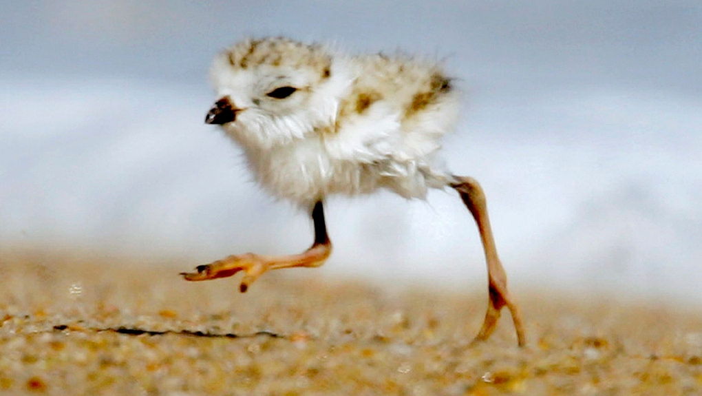 piping plover 