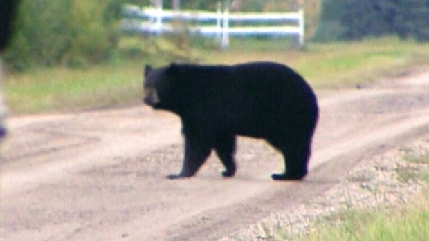 Ontario considers extending the spring black bear hunt until 2020 | CTV Barrie News